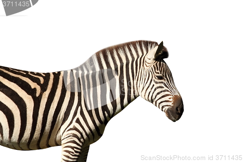 Image of isolated profile view of a zebra