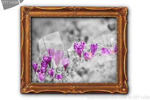 Image of artistic image of crocuses in painting frame