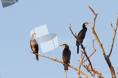 Image of great cormorants on dead tree