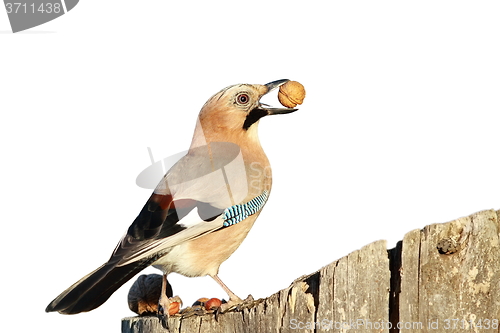 Image of isolated european jay with nut
