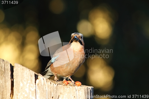 Image of european common jay looking at the camera