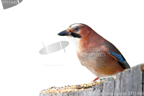 Image of isolated common jay on stump