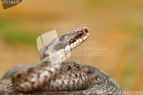 Image of portrait of vipera berus