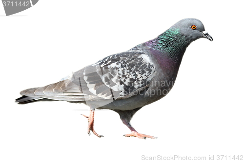 Image of isolated feral pigeon walking