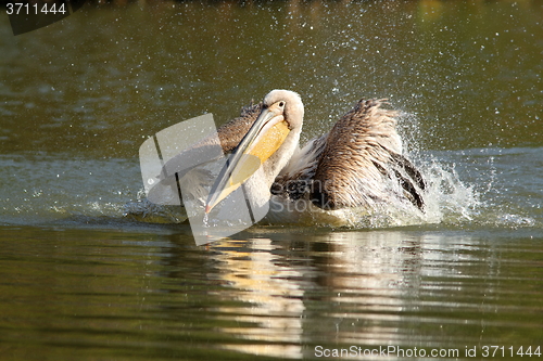 Image of closeup of great pelican splashing water