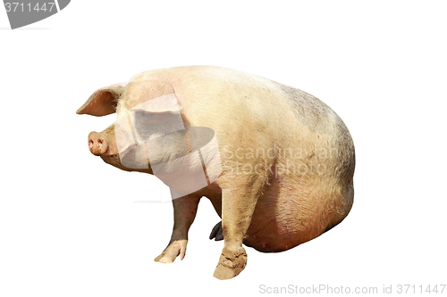 Image of isolated full length domestic pig