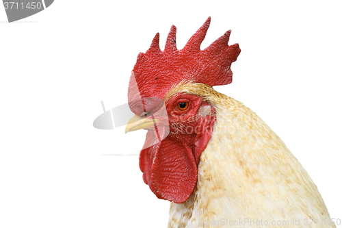 Image of isolated portrait of white cock