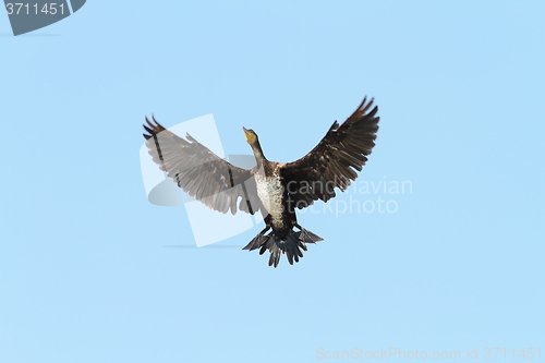 Image of great cormorant spreading wings over blue sky