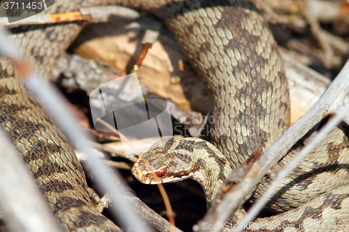 Image of vipera berus on twigs