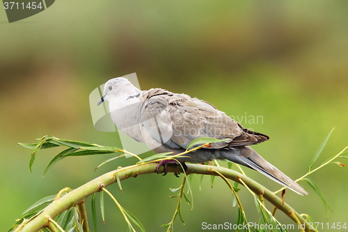 Image of turtledove on willow