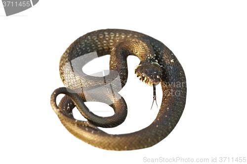 Image of isolated grass snake