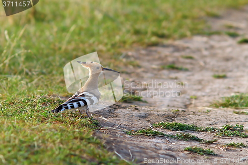 Image of hoopoe in the field
