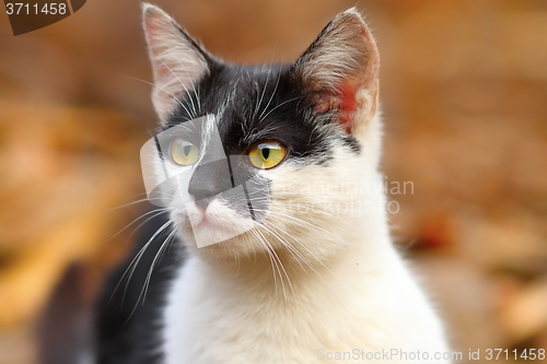 Image of portrait of cute cat