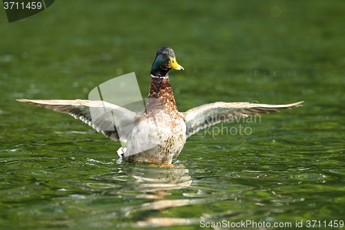 Image of male mallard flipping wings