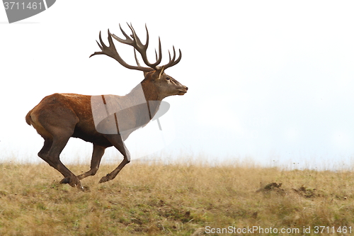 Image of red deer buck running on clearing