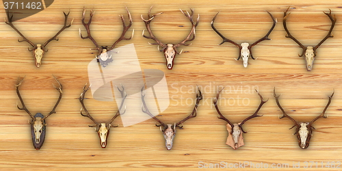 Image of collection of hunting trophies on wooden background