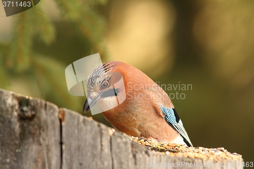 Image of jay eating at garden bird feeder