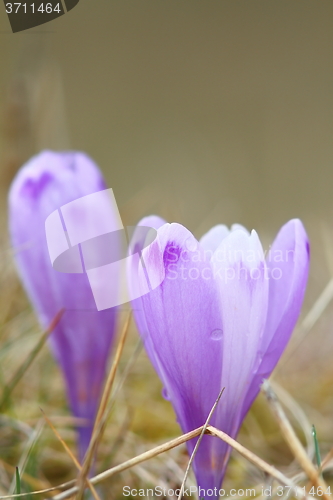 Image of spring purple crocus