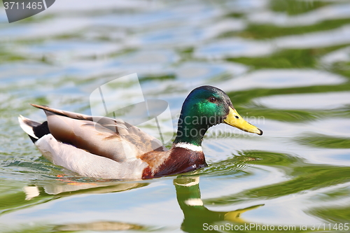 Image of male wild  mallard duck on pond