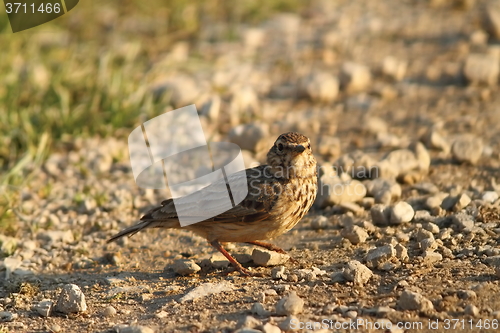 Image of eurasian skylark