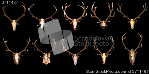 Image of large collection of hunting trophies on black background