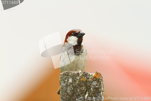 Image of male house sparrow on top of cement pillar