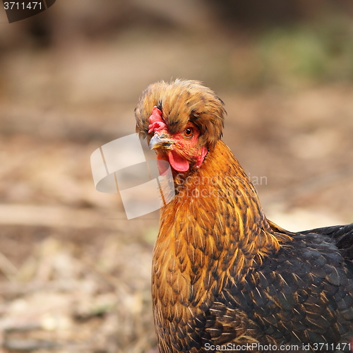 Image of close up of funny hen