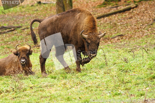 Image of european bison on meadow