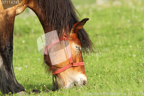 Image of beige horse grazing, portrait