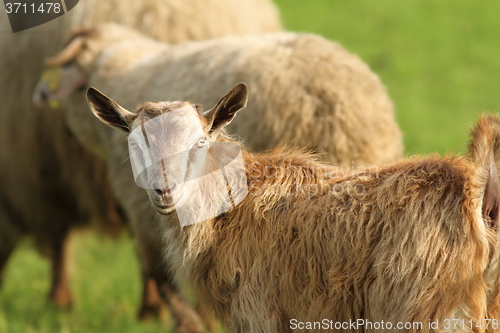Image of goat in the herd