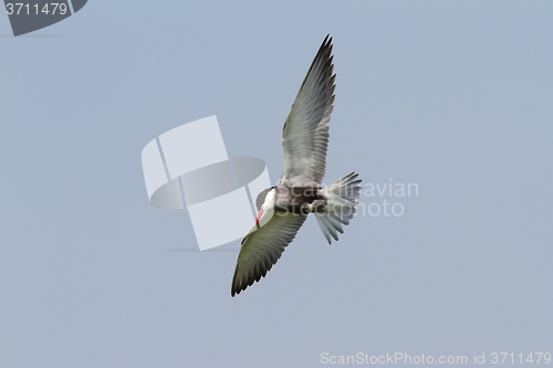 Image of whiskered tern in flight