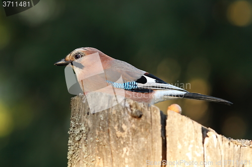Image of jay in the garden