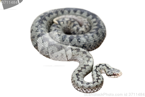 Image of isolated common european viper