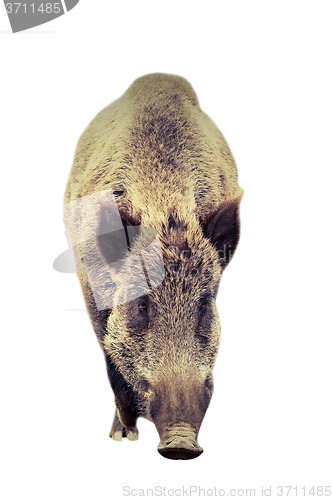 Image of isolated big wild boar
