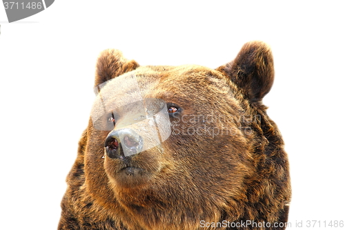 Image of isolated portrait of a big bear