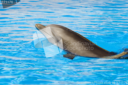 Image of Bottle nosed dolphin