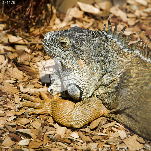 Image of green iguana