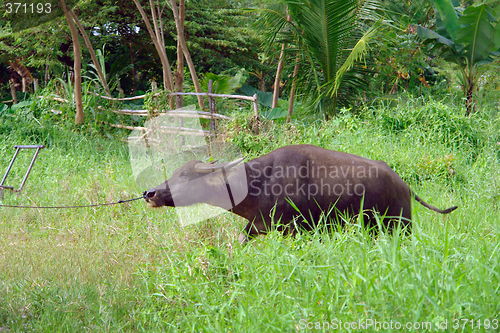 Image of Asian water buffalo