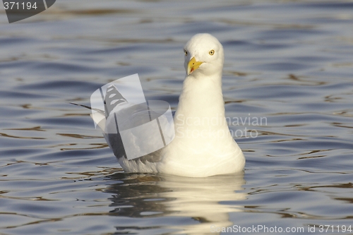 Image of Seagull