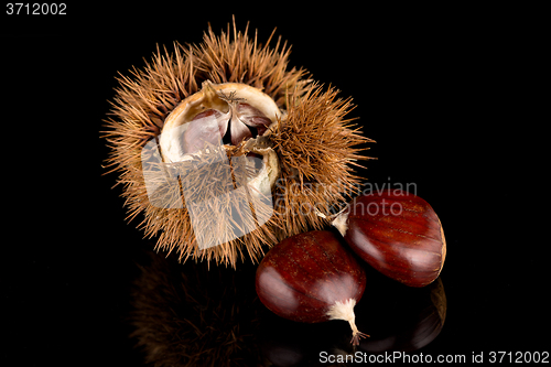 Image of Chestnuts on a black reflective background