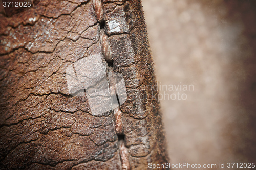 Image of Close-up of old stiches in leather