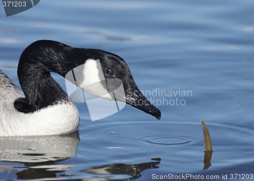 Image of Canadian goose