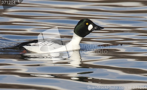 Image of Goldeneye