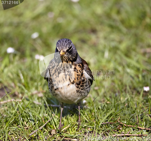 Image of Small bird on grass