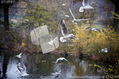 Image of Seagulls flying over autumnal pond