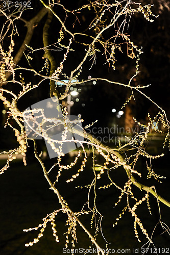 Image of Budding twigs at night