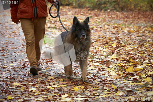 Image of Man with German shepherd