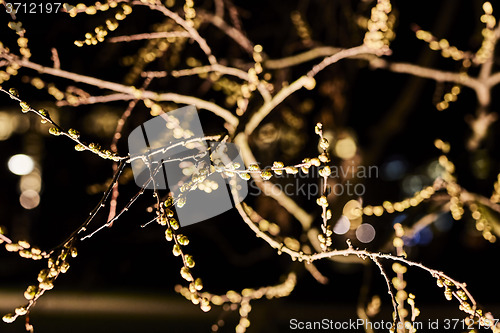 Image of Budding twigs at night