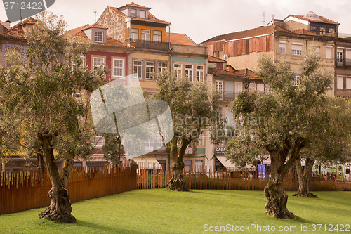 Image of EUROPE PORTUGAL PORTO RIBEIRA OLIVE TREE