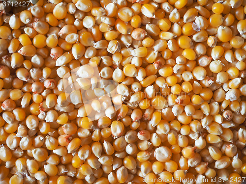 Image of Pop corn maize